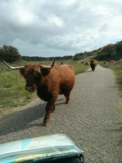 https://road.cc/wp-content/uploads/roadcc/Highland Cow.jpg